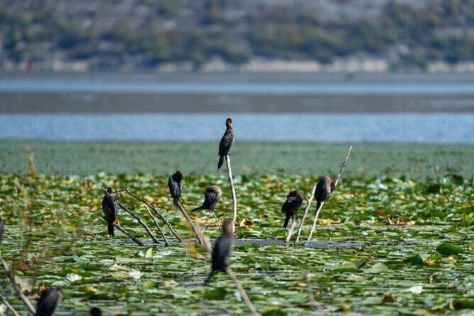 1-hour Kayak Adventure through Skadar Lake from Virpazar - Weather and heat: the real decision-maker for this trip