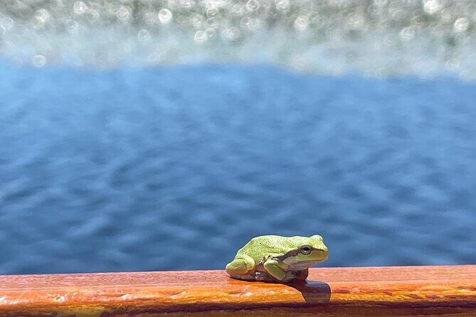 2 Hour Group Boat Trip in Skadar Lake - Setting out from Virpazar: short ride, smart pacing
