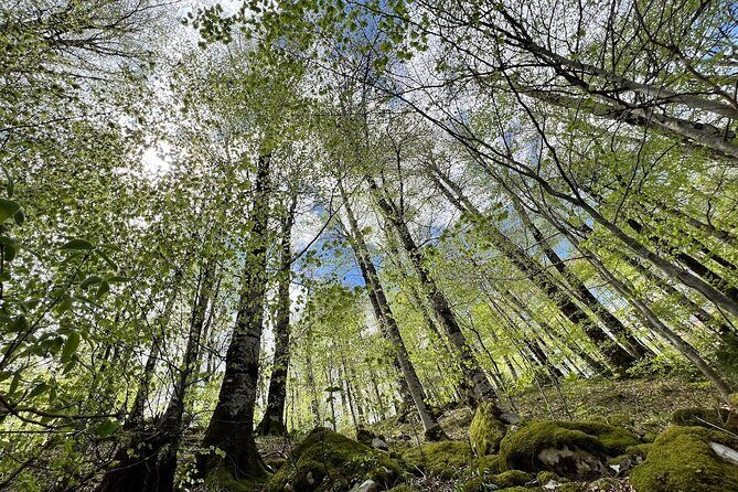Biogradska Gora National Park Tour with Optional Add-Ons - Day timing tips: how to get the best photos and energy