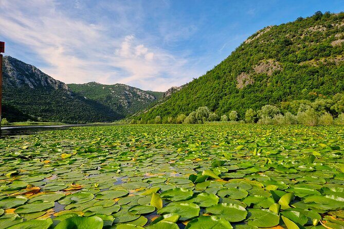 From Virpazar: Visit Karuč, the hidden pearl of Lake Skadar - Vranjina’s open-lake pause: size, distance, and Albania in view
