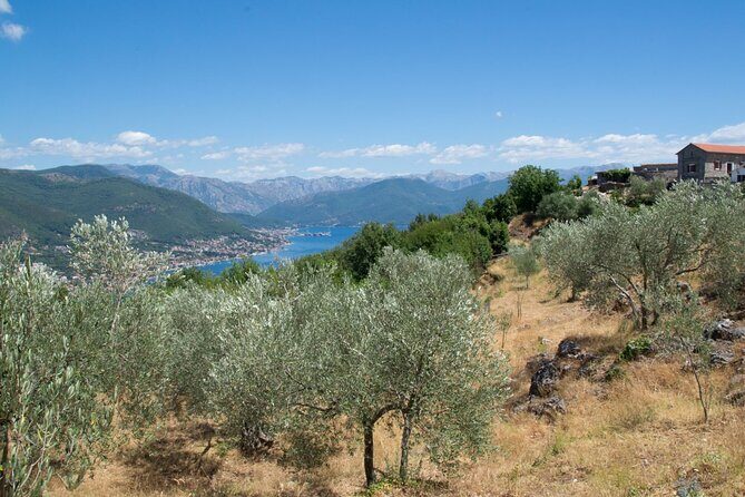 Olive oil farm to fork experience & short walking tour of Kotor - Key highlights to look forward to