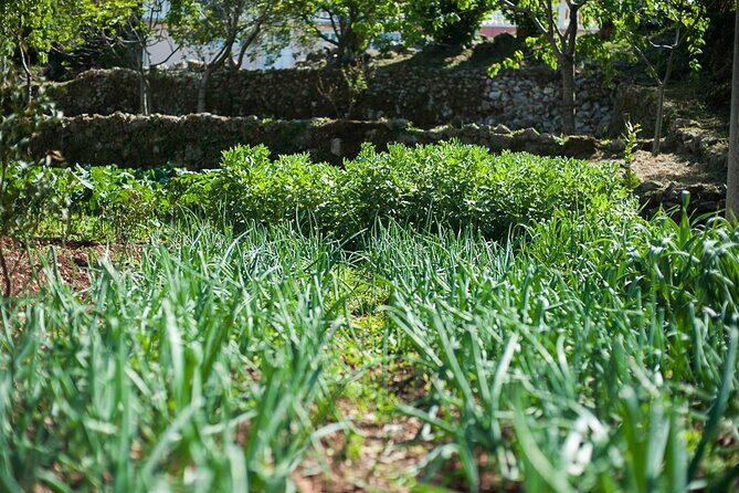 Olive oil farm to fork experience & short walking tour of Kotor - Olive Oil Tasting: Learning to Judge Quality