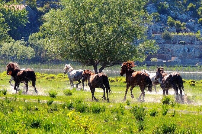 Podgorica Historic, Safari and Winery tour - Skadar lake and River Crnojevica - Karuc and St Petar Cetinjski: Another Fisher Village Pause
