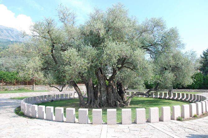 Port of Bar tour - Explore Adriatic area - Bar and Ulcinj tour - The Old Olive Tree: a quick stop that hits hard