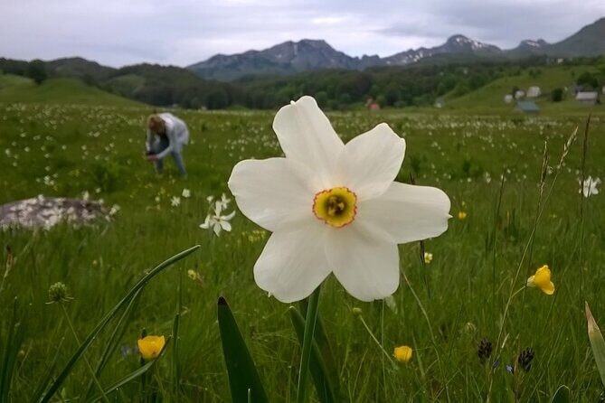 Private Full-Day Tour in Moraca and Tara Canyons, Durmitor & Biogradska Gora NP - Tara River Canyon: the green depth with an optional zip line