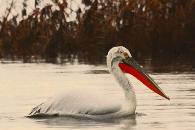 Skadar Lake National Park: Birdwatching & Photography Tour - Why 6:45 a.m. on Lake Skadar changes everything