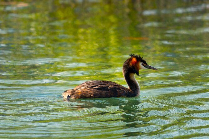 Skadar Lake National Park: Birdwatching & Photography Tour - Stop 2: Lesendro Fortress, built for birds to linger