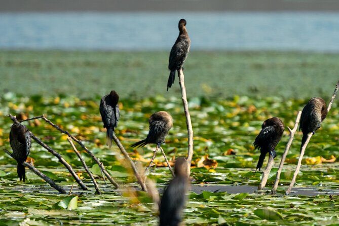 Skadar Lake National Park: Birdwatching & Photography Tour - Stop 3: Morača River as an important biodiversity zone