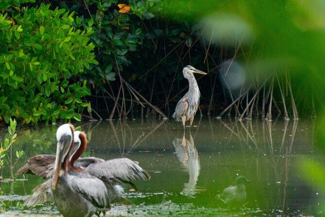 Skadar Lake National Park: Birdwatching & Photography Tour - Stop 4: Kamenik’s three islands and the payoff for early effort