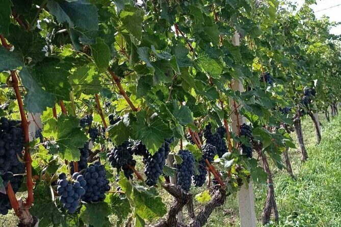 TASTE OF MONTENEGRO - Gastro Private Tour of wine and food - Why this Budva wine-and-food private tour feels practical