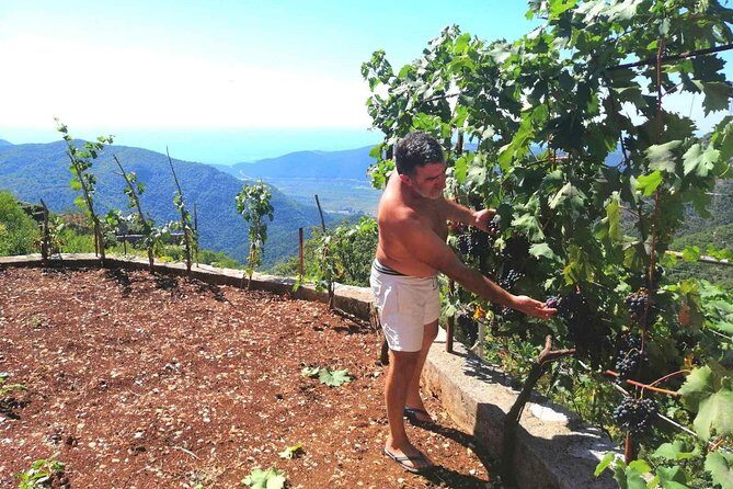 Unique gastro experience with locals in high hills above Budva! - Practical tips to make the day smoother