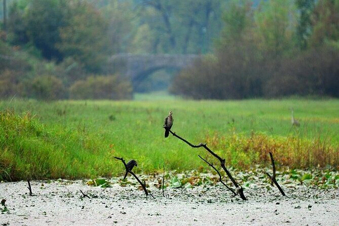 Virpazar Skadar Lake National Park Guided Boat Tour - Optional mid-lake swim: fun, but pick your moment
