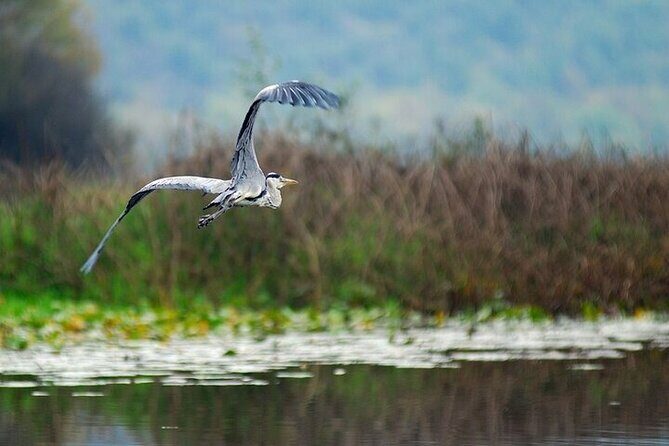 Virpazar Skadar Lake National Park Guided Boat Tour - Weather, timing, and the smart way to book ahead